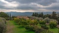 Orange grove in Sicily