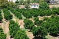 Orange grove, Silves, Portugal.