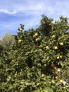 Orange Grove/Trees in Crete Royalty Free Stock Photo