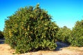 Florida Orange Grove Agriculture Royalty Free Stock Photo