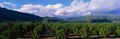 Orange groves near Fillmore Royalty Free Stock Photo