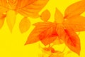 Orange grunge leaf background