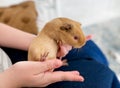 Orange guinea pig with red eyes in hands. Breeding and care of pets, domestic animals Royalty Free Stock Photo