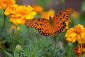 Orange gulf fritillary butterfly