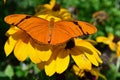 Orange Gulf Fritillary Butterfly