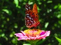 Orange gulf fritillary butterfly on pink zinnia flower