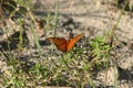 Orange Gulf fritillary butterfly