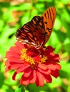 Orange gulf fritillary butterfly on red zinnia flower