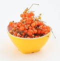 Orange gumberry Royalty Free Stock Photo