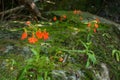 Orange Habenaria rhodocheila hance wild orchid at waterfall in Thailand