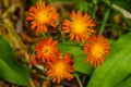 Orange Hawkweed, Pilosella Aurantiaca, Adirondack Forest Preserve, New York