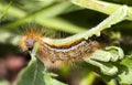 Orange hairy caterpillar Royalty Free Stock Photo