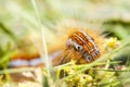 Orange hairy caterpillar Royalty Free Stock Photo