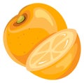 Orange half fruit cartoon icon. Juicy citrus