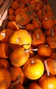 Orange Halloween Pumpkins