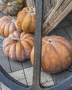 Orange halloween pumpkins and anchor, holiday decoration