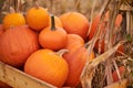 Orange halloween pumpkins on stack of hay or straw in sunny day, fall display Royalty Free Stock Photo