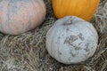 Orange halloween pumpkins on stack of hay or straw in sunny day, fall display Royalty Free Stock Photo