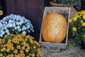 Orange halloween pumpkins on stack of hay or straw in sunny day, fall display Royalty Free Stock Photo