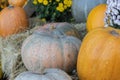 Orange halloween pumpkins on stack of hay or straw in sunny day, fall display Royalty Free Stock Photo