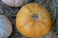 Orange halloween pumpkins on stack of hay or straw in sunny day, fall display Royalty Free Stock Photo