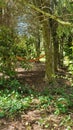 orange Hammock in the trees in the woods