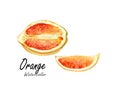 Orange.Hand drawn watercolor painting on white background.Vector illustration