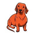 Orange Hand-drawnDachshund Dog. Realistically Painted Dachshund. Stock vecktor illustration. White background. Heart icon with Royalty Free Stock Photo