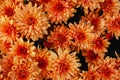 Orange hardy chrysanthemum flowers as a pattern. Abstract flower background texture