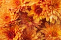 Orange hardy chrysanthemum flowers as a pattern. Abstract flower background texture