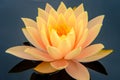 Orange Hardy Waterlily Flower