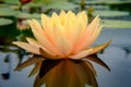 Orange Hardy Waterlily Flower Royalty Free Stock Photo