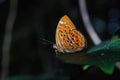 Orange Harlequin or Larger Harlequin butterfly