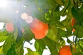 orange harvest hanging on a branch, citrus trees in israel. warm sunny day