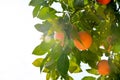 Orange harvest hanging on a branch, citrus trees in israel. warm sunny day Royalty Free Stock Photo