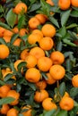 Orange harvest on trees