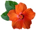 orange hawaiian rose or shoe flower or hibiscus or chinese rose or hibiscus rosa sinensis or shoeblack plant or rose mallow.