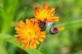 Orange hawk bit flower Pilosella aurantiaca Royalty Free Stock Photo