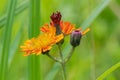 Orange hawk bit, Pilosella aurantiaca, flower from the side Royalty Free Stock Photo