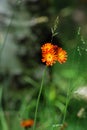 Orange Hawkweed