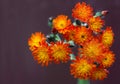 Orange Hawkweed Royalty Free Stock Photo