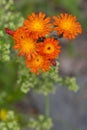 Orange Hawkweed