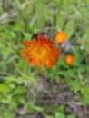 Orange Hawkweed Royalty Free Stock Photo