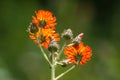 Orange Hawkweed - Flower Cluster - Back Side Royalty Free Stock Photo