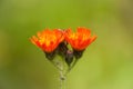 Orange Hawkweed - Flower Cluster Royalty Free Stock Photo