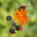 Orange Hawkweed flowers Royalty Free Stock Photo