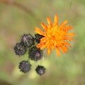 Orange Hawkweed flowers Royalty Free Stock Photo