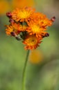 Orange Hawkweed flowers in bloom, wild ornamental flowering plants Royalty Free Stock Photo