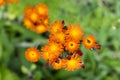 Orange Hawkweed flowers in bloom Royalty Free Stock Photo