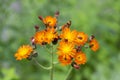 Orange Hawkweed flowers in bloom Royalty Free Stock Photo